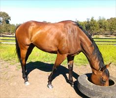 Girl Gone Rockin with her head in the feed bin, at Rosemont Stud after her huge G2 win at Flemington